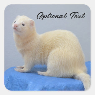 Personalized White Pet Ferret Square Sticker