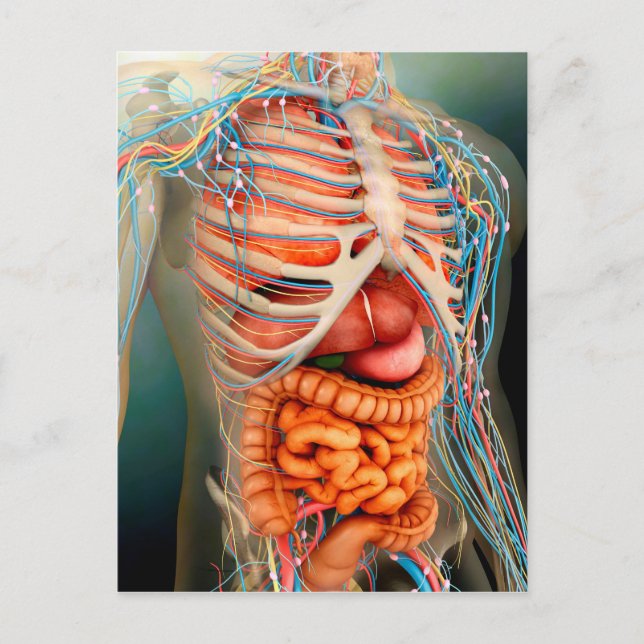 Perspective View Of Human Body, Whole Organs Postcard (Front)