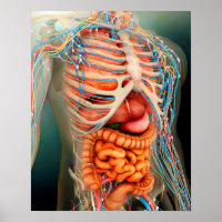 Perspective View Of Human Body, Whole Organs