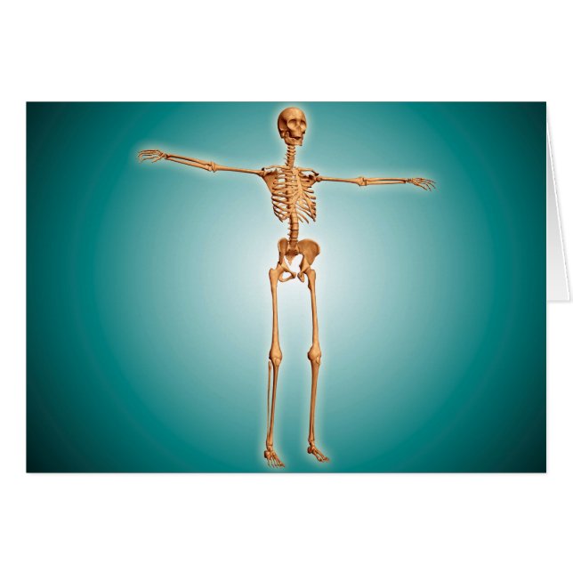 Perspective View Of Human Skeletal System (Front Horizontal)