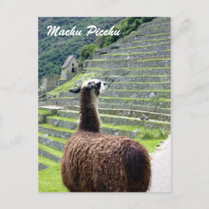 peru llama behind postcard