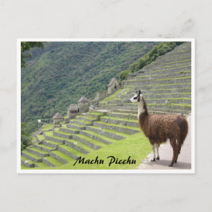 peru llama border postcard