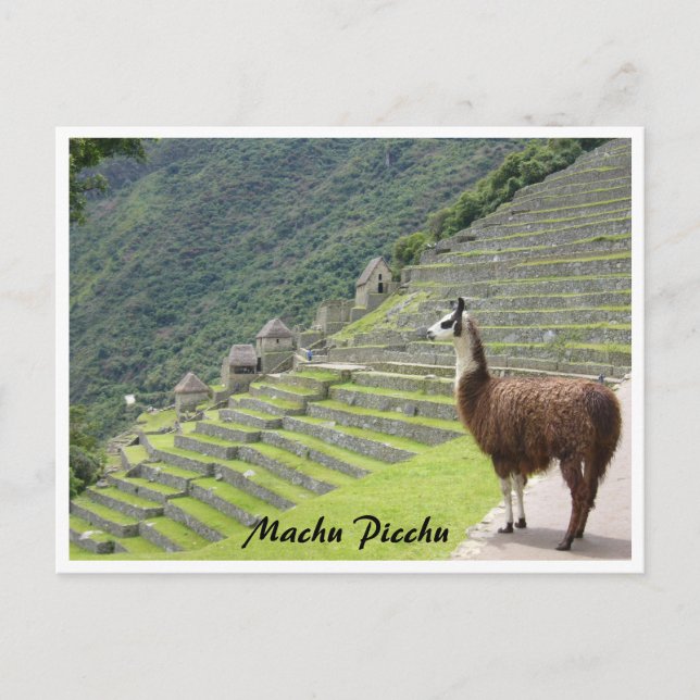 peru llama border postcard (Front)