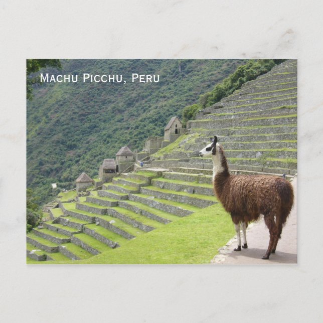 peru llama postcard (Front)