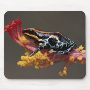 Peru, Peruvian Rain Forest. Poison Arrow Frog Mouse Pad
