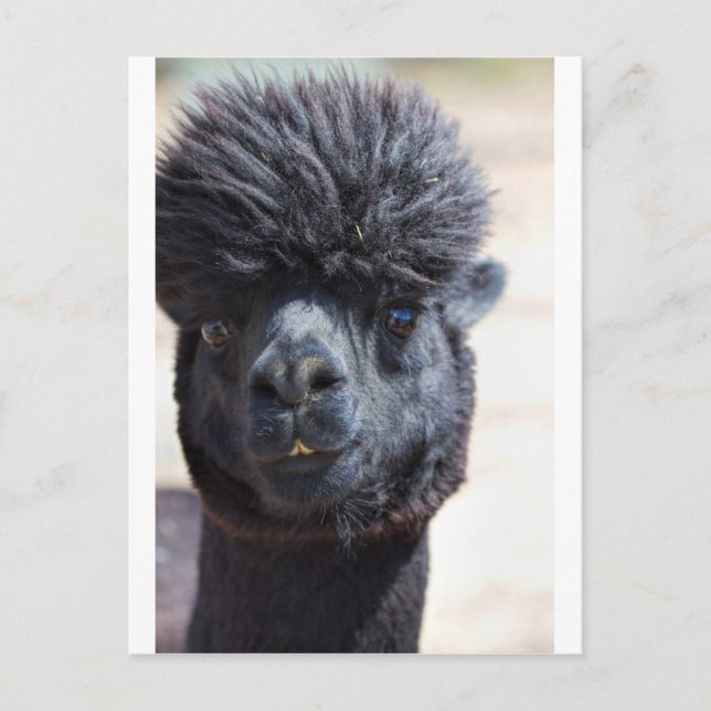 Peruvian Alpaca With Crazy Hair Postcard (Front)