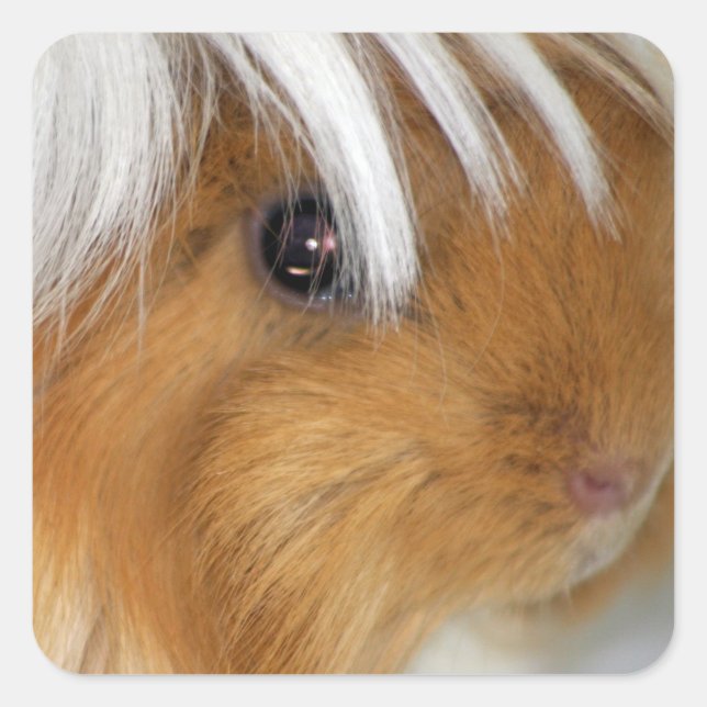 Peruvian Buff and White Guinea Pig Face Square Sticker (Front)
