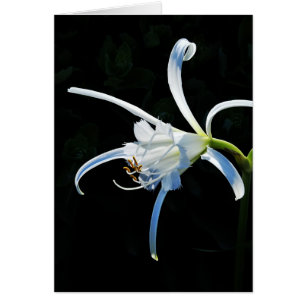 Peruvian Daffodil White Ribbons