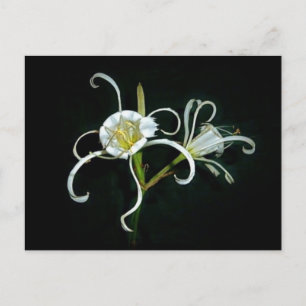 Peruvian Daffodils Postcard