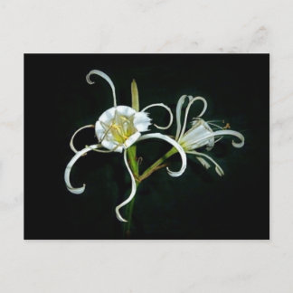 Peruvian Daffodils Postcard