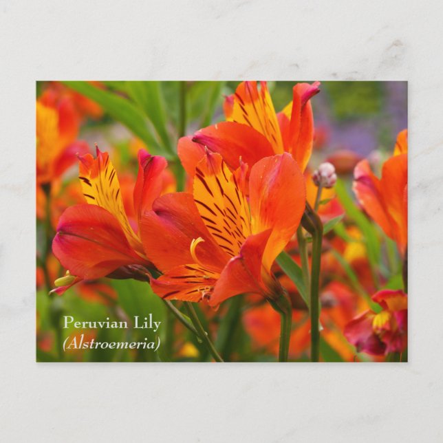 Peruvian Lily (Alstroemeria) Postcard (Front)