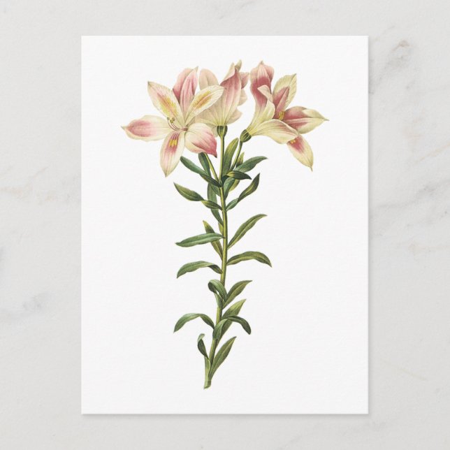 Peruvian lily(Alstromeria pelegrina) by Redouté Postcard (Front)