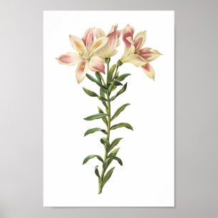 Peruvian lily(Alstromeria pelegrina) by Redouté Poster