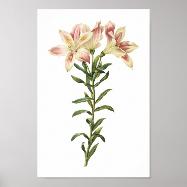 Peruvian lily(Alstromeria pelegrina) by Redouté Poster (Front)