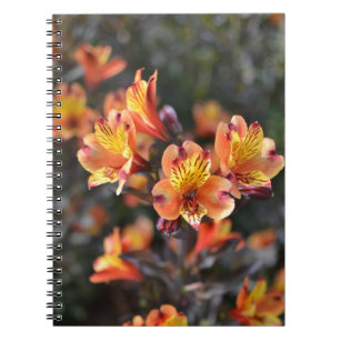 Peruvian Lily Flowers at RHS Garden Wisley Notebook