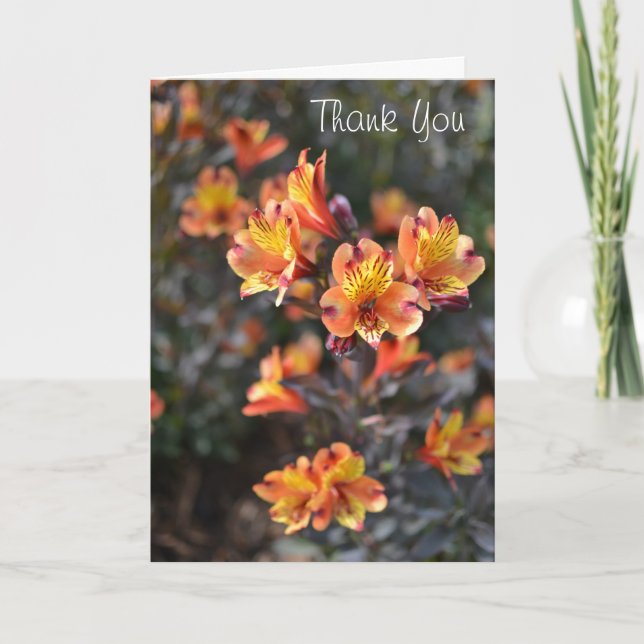 Peruvian Lily Flowers at RHS Garden Wisley Thank You Card (Front)