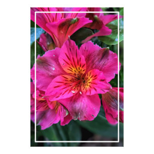 Peruvian Lily Pink Flowers-79498 Photo Print