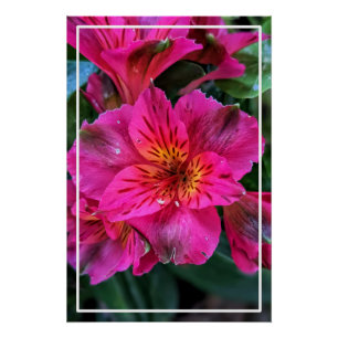 Peruvian Lily Pink Flowers-79498 Poster