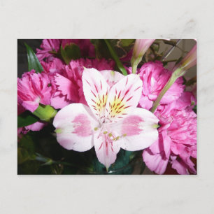 Peruvian Lily Postcard