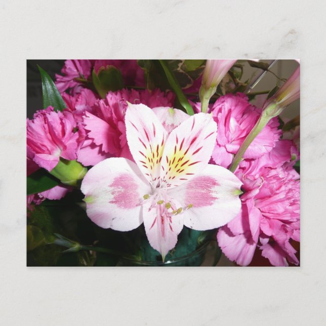 Peruvian Lily Postcard (Front)