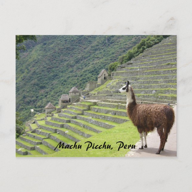 peruvian llama postcard (Front)