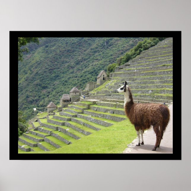 peruvian llama poster (Front)