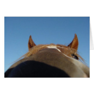 Peruvian Paso Gaited Horse Filly - Nose