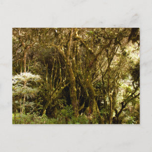 Peruvian Tropical Rain Forest Moss Covered Postcard