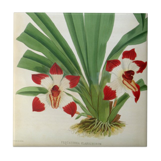 Pescatorea Klabochurum Orchid Lindenia Collection Ceramic Tile (Front)
