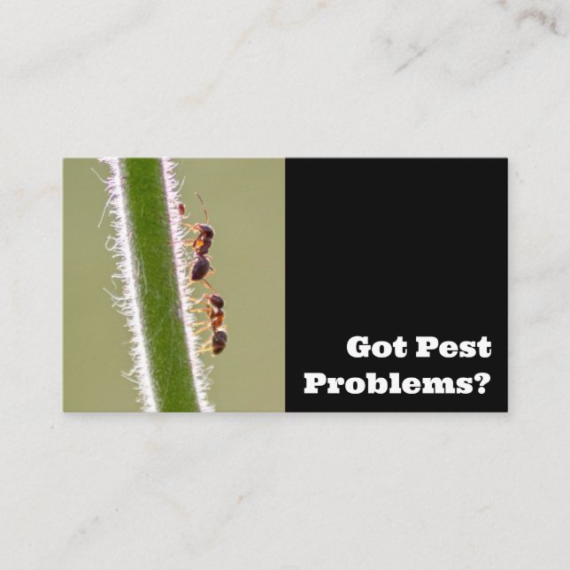 Pest exterminator for ants termites pest control business card (Front)