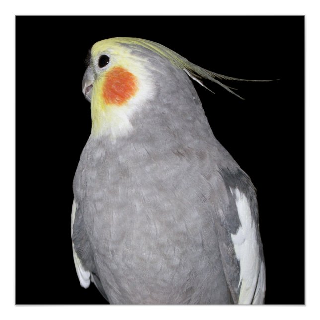 Pet Bird Cockatiel Photo Poster (Front)