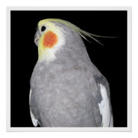 Pet Bird Cockatiel Photography