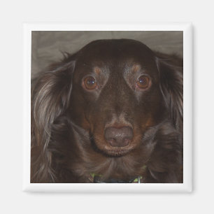 Pet Birthday Photo Highlight Celebration Design Magnet