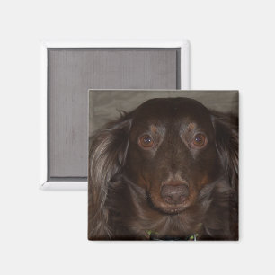 Pet Birthday Photo Highlight Celebration Design Magnet