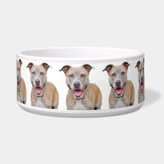 Pet Bowl/Pitbull