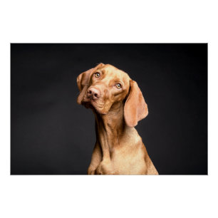 Pet Brown Beagle Dog Poster