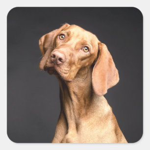 Pet Brown Beagle Dog Square Sticker