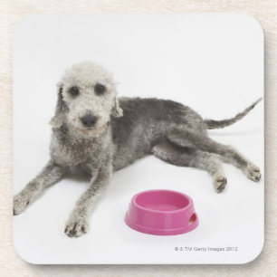 Pet care, health and nutrition for domestic pets coaster