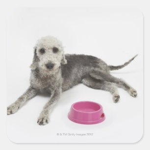 Pet care, health and nutrition for domestic pets square sticker