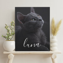 Pet Cat Photo Name