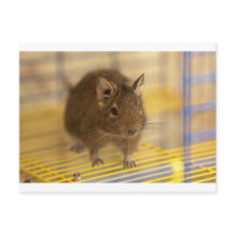 Pet degu