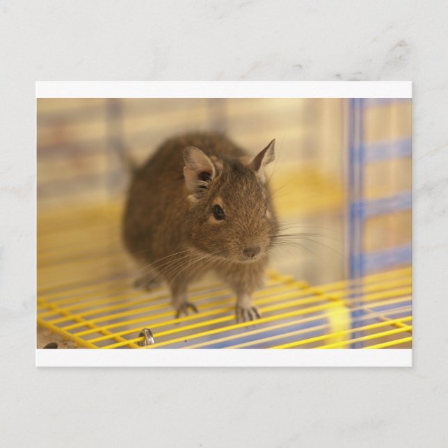 Pet degu postcard (Front)