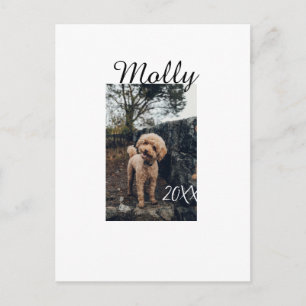Pet dog cat animal birthday photo modern year date postcard