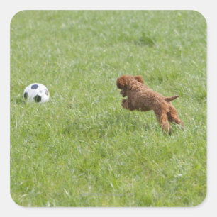 Pet dog running after football in park square sticker