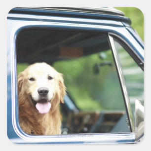 Pet dog sitting in a car square sticker