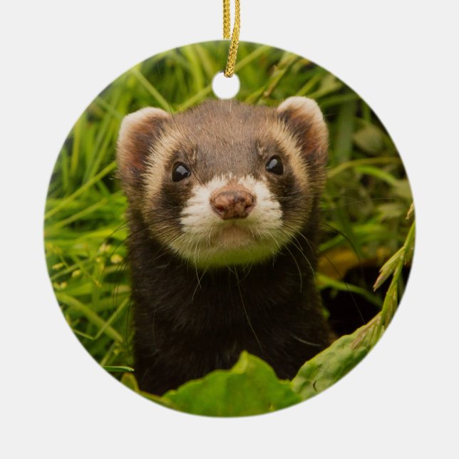 Pet Ferret in the Grass Ceramic Ornament (Front)
