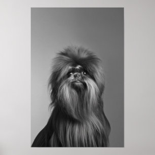 Pet Grooming Salon Boutique Affenpinscher Portrait Poster
