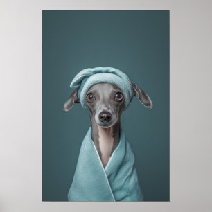 Pet Grooming Salon Italian Greyhound Portrait Poster
