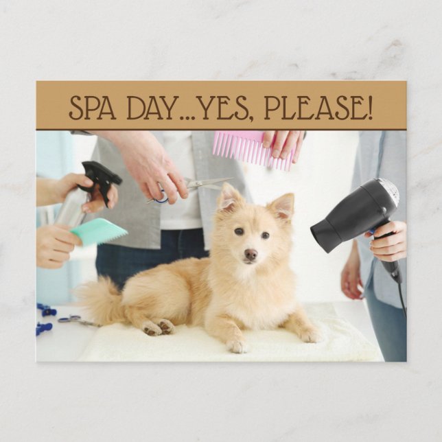 Pet Grooming Spa Day Postcard (Front)