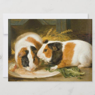 Pet Guinea Pigs Feeding Card
